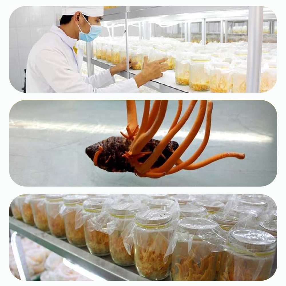 Đông Trùng Hạ Thảo Toro Sấy Thăng Hoa Nguyên Sợi Tăng Cường Sinh Lý
