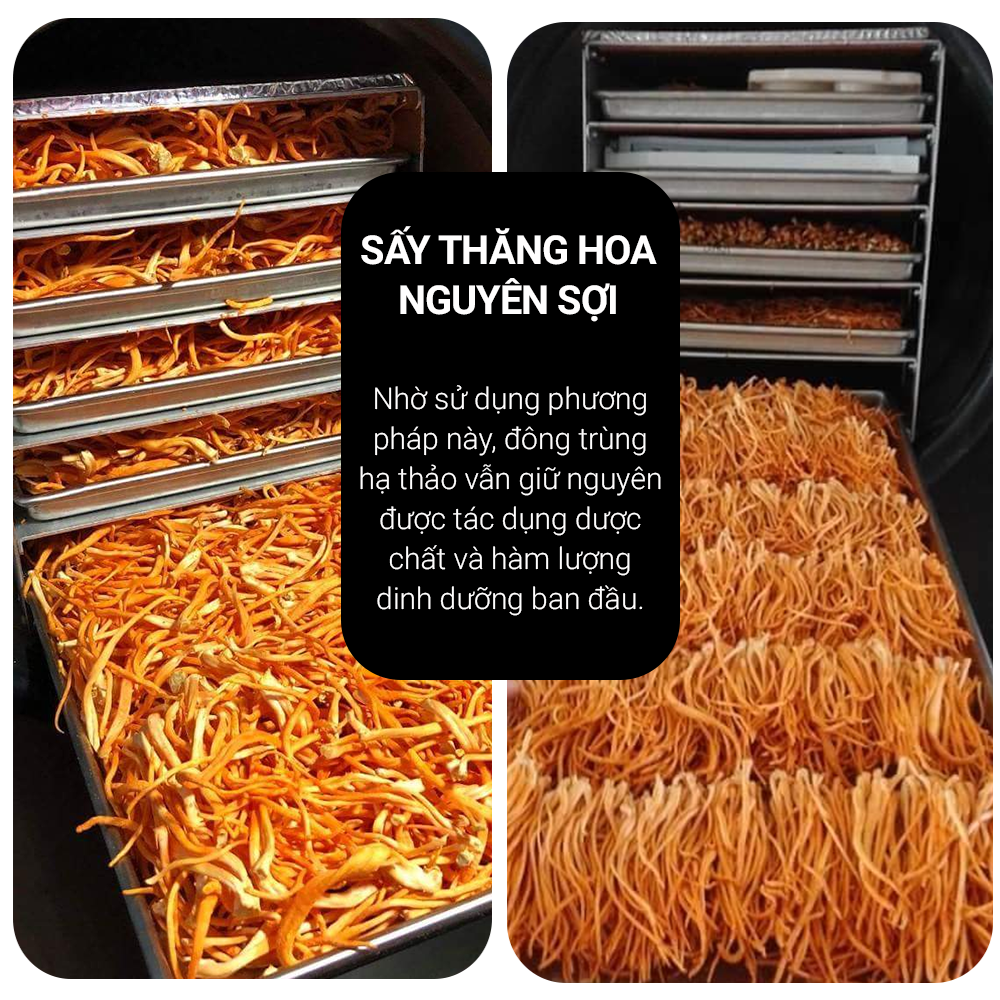 Đông Trùng Hạ Thảo Toro Sấy Thăng Hoa Nguyên Sợi Tăng Cường Sinh Lý
