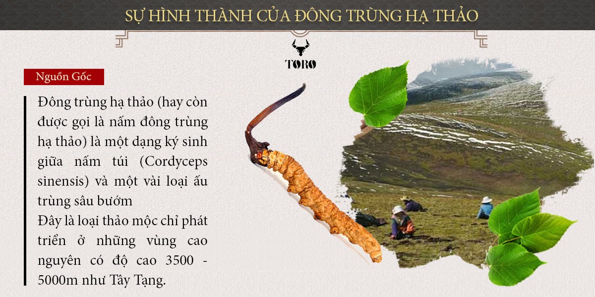 Đông Trùng Hạ Thảo Nguyên Con Cao Cấp Tăng Sinh Lý Bồi Bổ Sức Khỏe