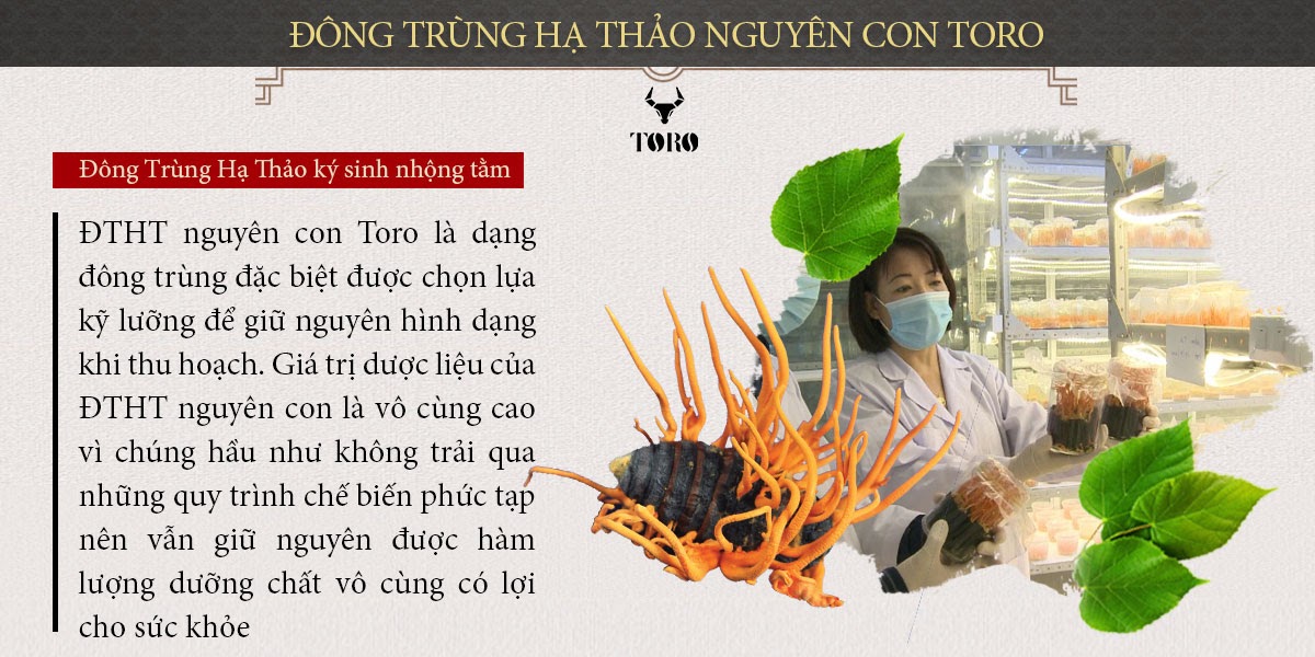 Đông Trùng Hạ Thảo Nguyên Con Cao Cấp Tăng Sinh Lý Bồi Bổ Sức Khỏe